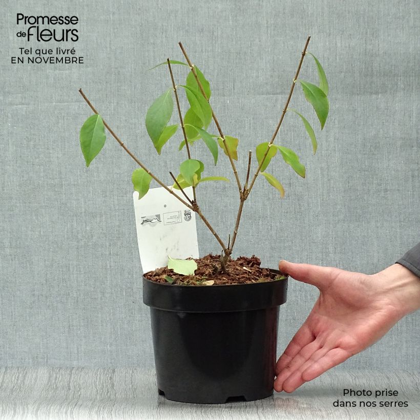 Ejemplar de Abelia mosanensis Monia Maceta 3L/4L entregado en otoño