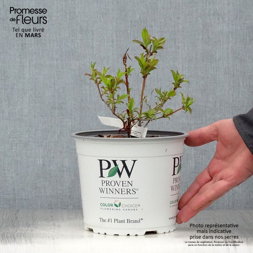 Abelia mosanensis Sweet Emotion Pot de 3L/4L Ejemplar entregado en la primavera