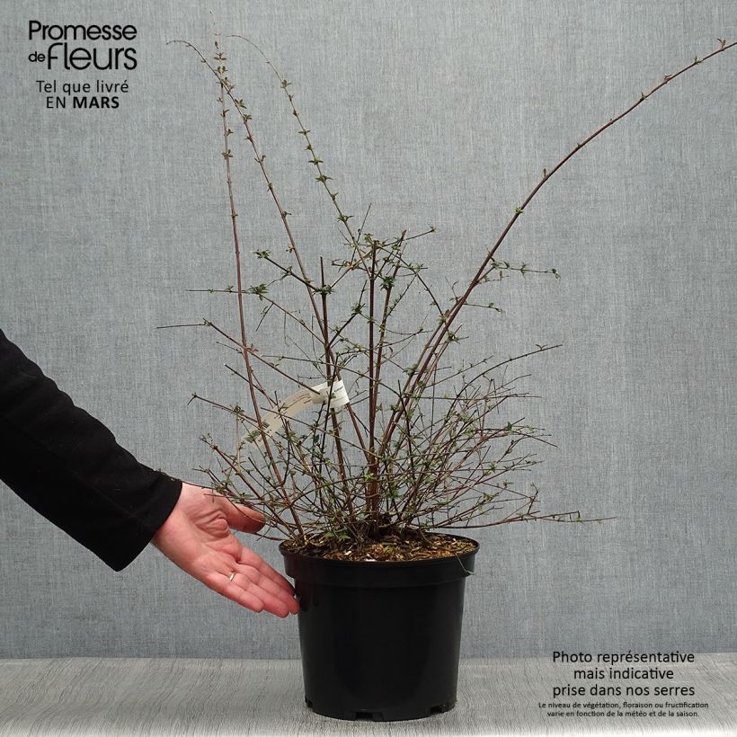 Abelia parviflora Bumble Bee Pot de 5L Ejemplar entregado en la primavera