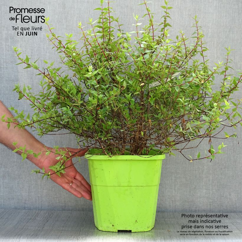 Ejemplar de Abelia grandiflora Happy Daydream Maceta 7,5L/10L entregado en verano