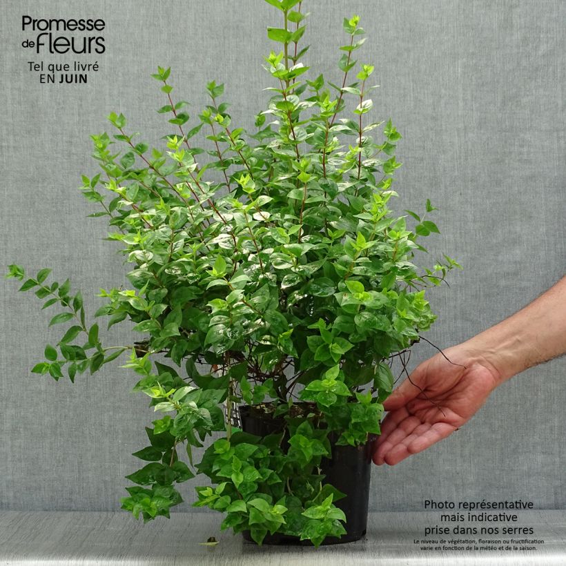Ejemplar de Abelia zanderi Little Richard Pot de 2L/3L entregado en verano