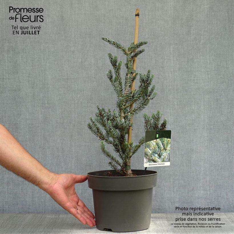 Ejemplar de Abies koreana Silberlocke - Abeto de Corea Maceta 4L/5L entregado en verano