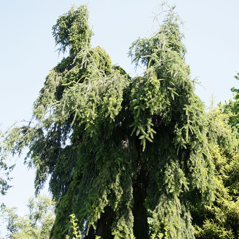 Abies nordmanniana Pendula (Porte)