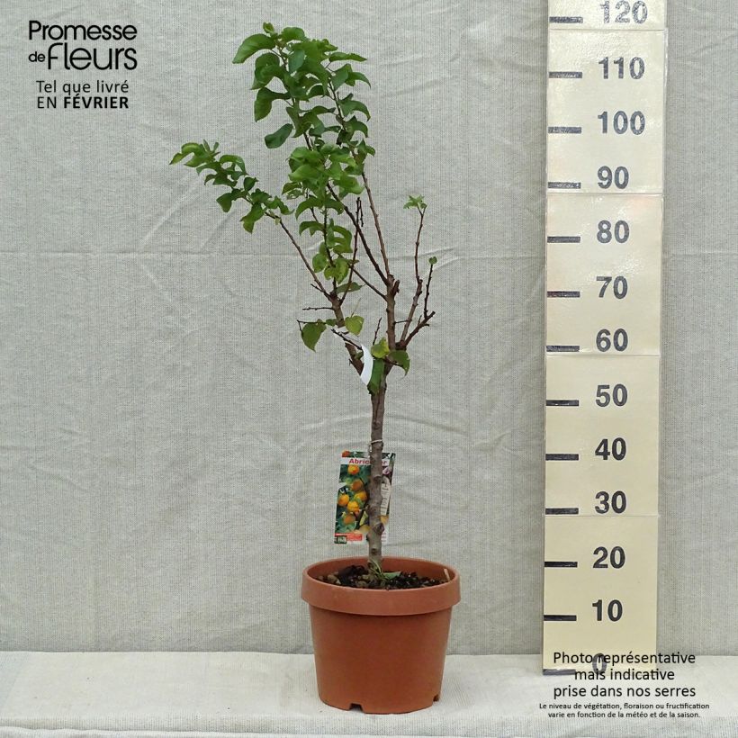 Ejemplar de Albaricoquero Nanum Maceta 7,5L/10L, Enano entregado en otoño