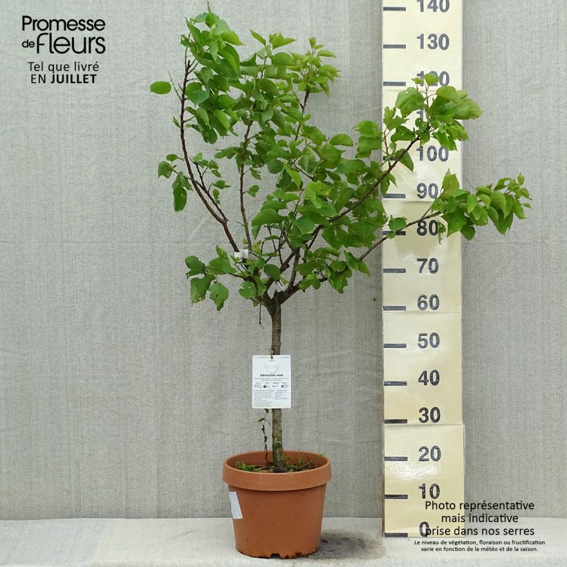 Ejemplar de Albaricoquero Nanum Maceta 7,5L/10L, EnanoAltura de entrega aprox. 70/80cm entregado en verano