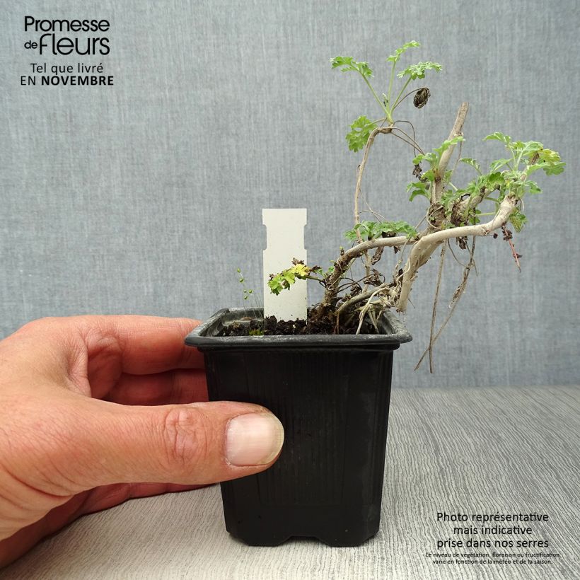 Ejemplar de Ajenjo - Artemisia absinthium Maceta de 8/9 cm entregado en otoño