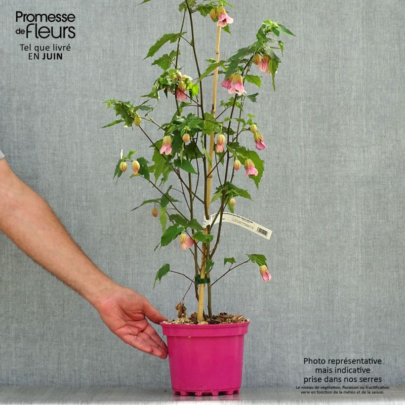 Ejemplar de Abutilon Pink Charm Maceta 3L/4L entregado en verano