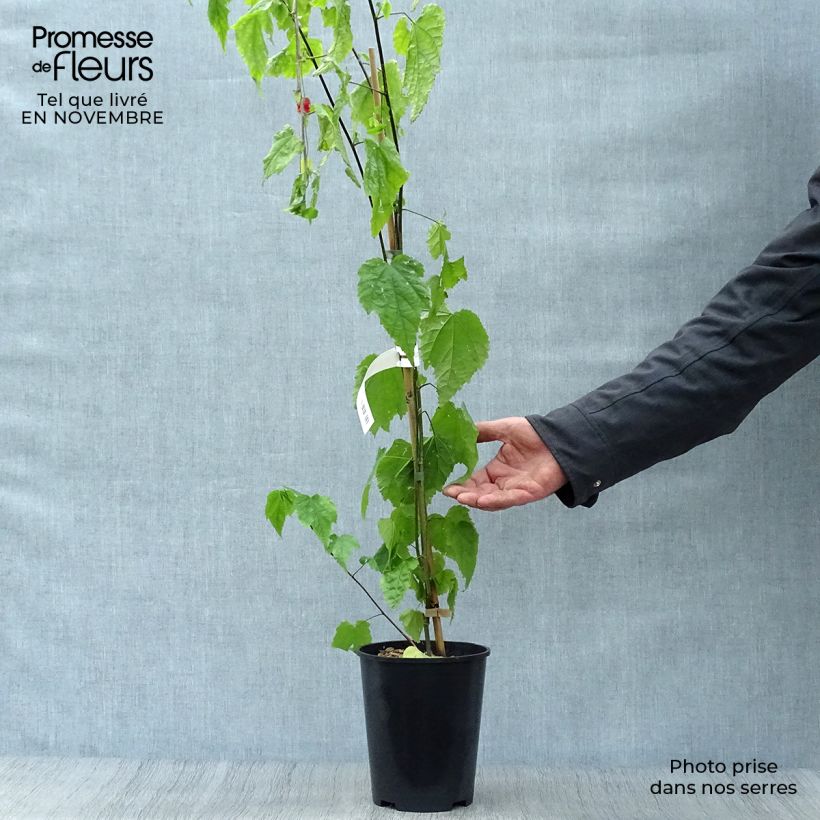 Ejemplar de Abulilon megapotamicum - Linterna china Maceta 3L/4L entregado en otoño