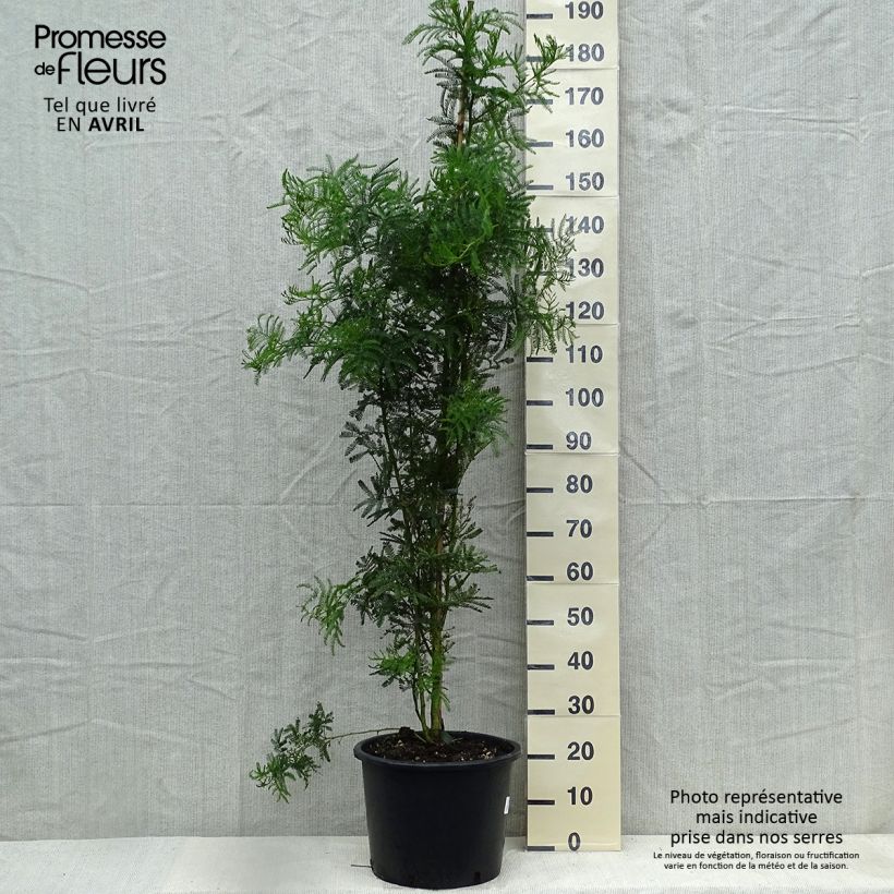 Acacia baileyana - Mimosa Maceta 7,5L/10L Ejemplar entregado en la primavera