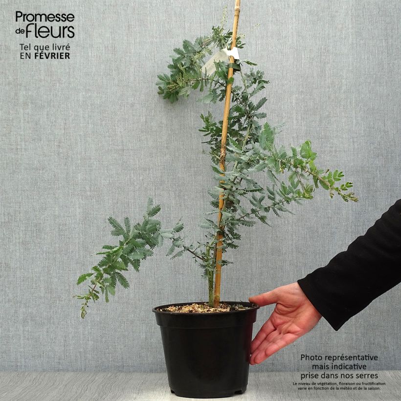 Acacia baileyana Purpurea - Mimosa Maceta 3L/4L Ejemplar entregado en invierno