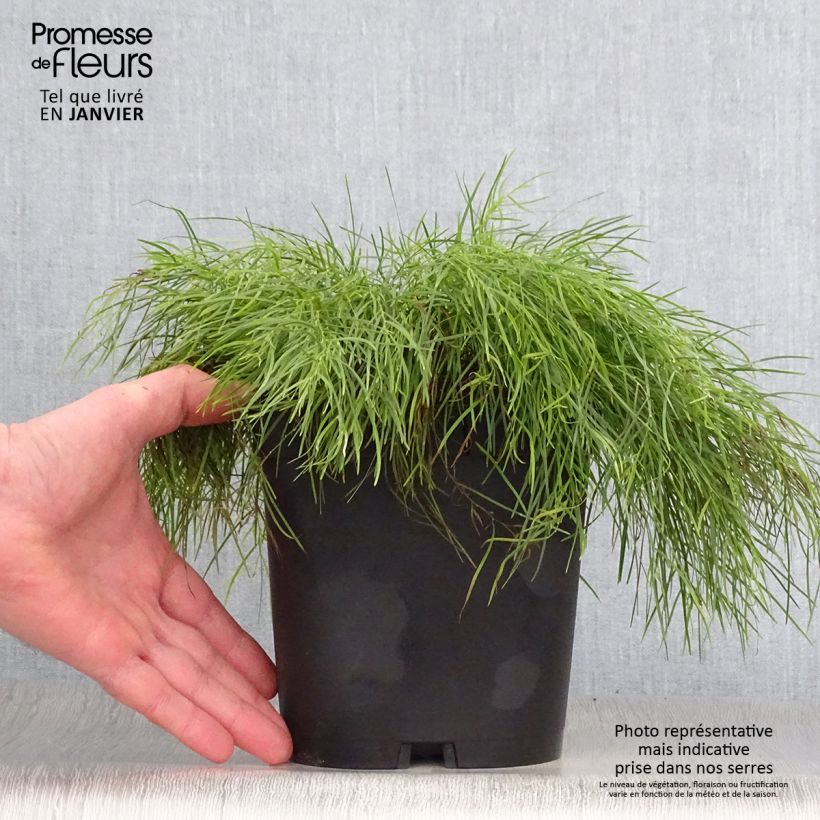 Acacia cognata Limelight - Mimosa Maceta 3L/4L Ejemplar entregado en invierno