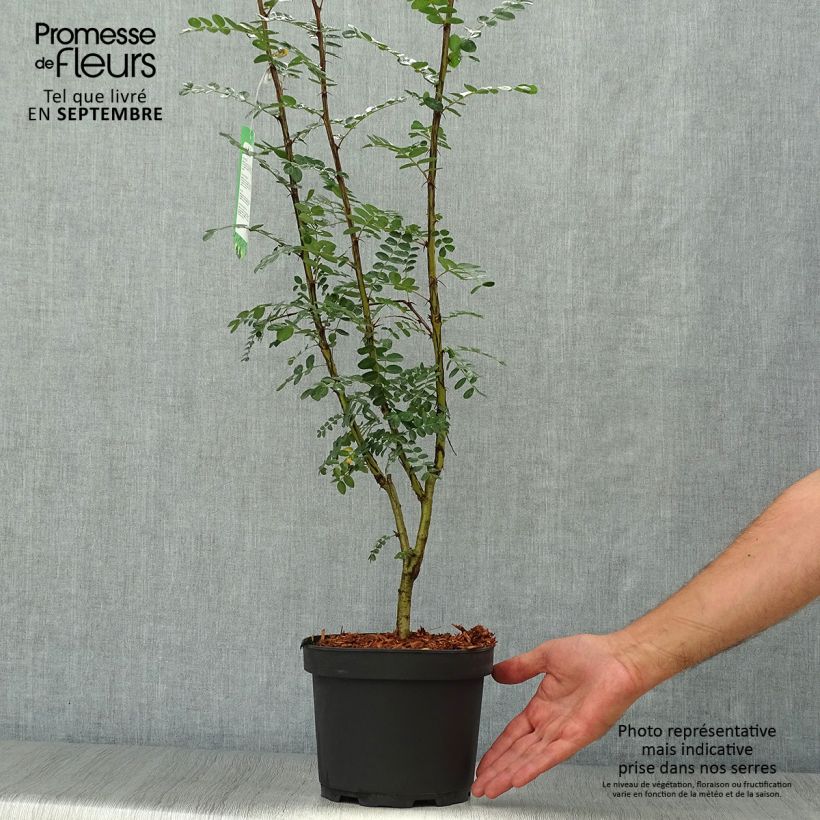 Ejemplar de Caragana arborescens - Guisante siberiano Maceta 2L/3L entregado en otoño