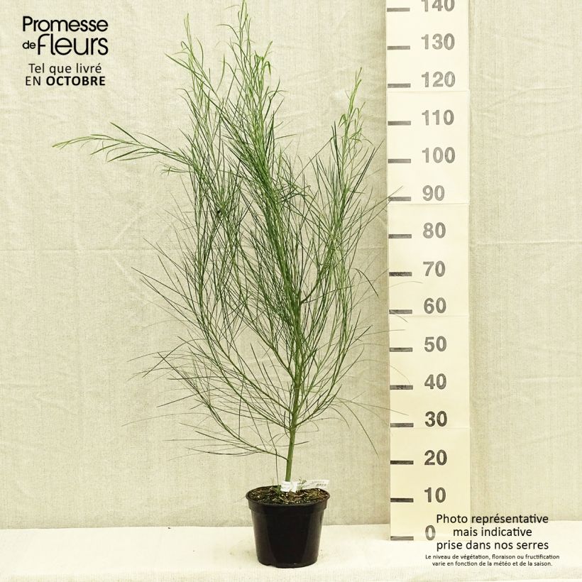 Ejemplar de Acacia retinodes - Acacia amarilla Maceta 2L/3L entregado en otoño