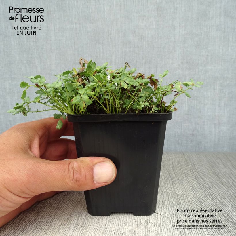 Ejemplar de Acaena buchananii - Lampourde Godet de 9cm entregado en verano