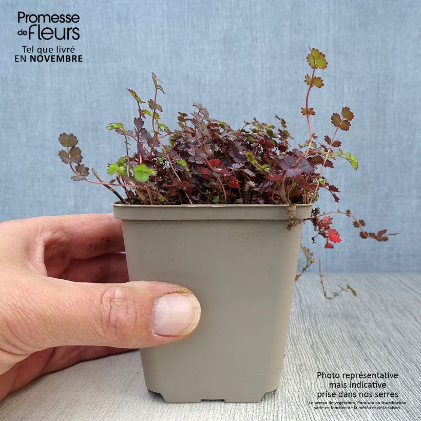 Ejemplar de Acaena inermis Purpurea - Abrojos Maceta de 8/9 cm entregado en otoño