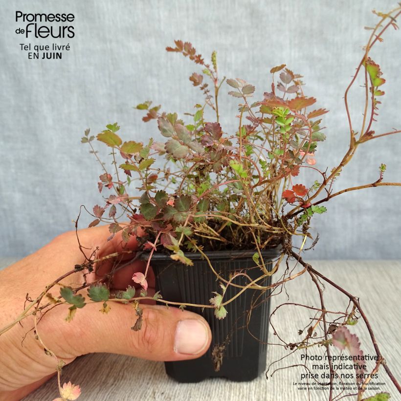 Ejemplar de Acaena inermis Purpurea - Abrojos Maceta de 8/9 cm entregado en verano