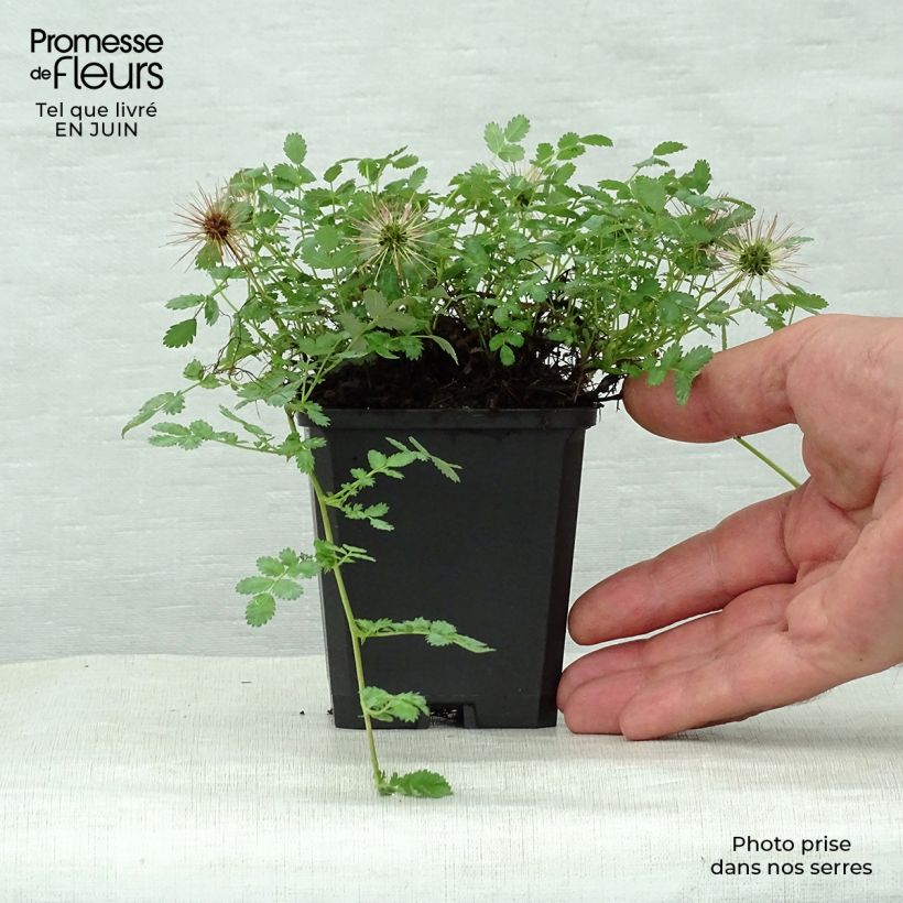 Ejemplar de Acaena magellanica - Lampourde Magellan en godet de 9 cm entregado en verano