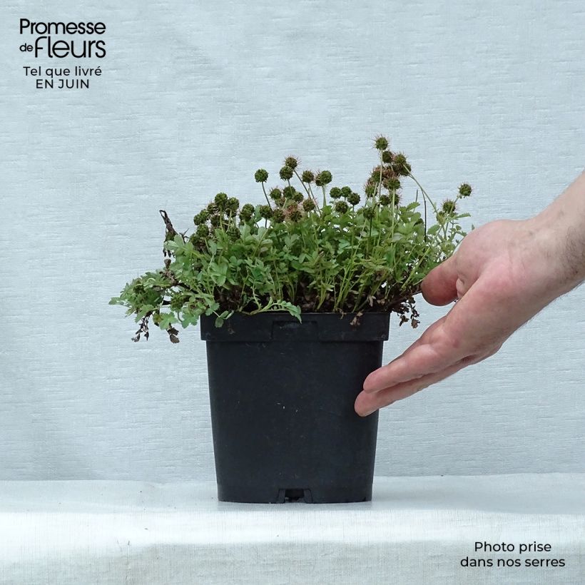 Ejemplar de Acaena magellanica - Lampourde Magellan en pot de 2/3L entregado en verano