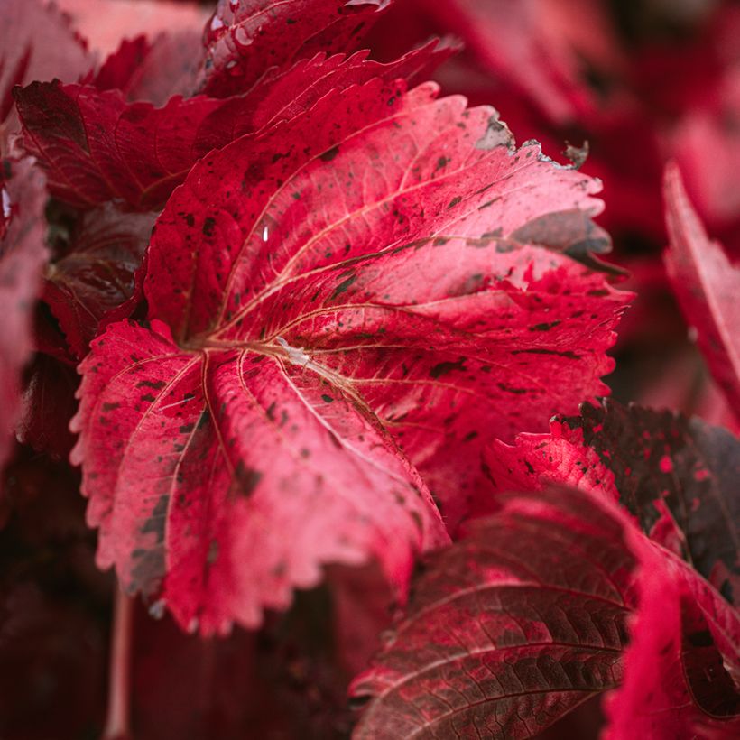 Acalypha godseffiana - Acalifa (Follaje)