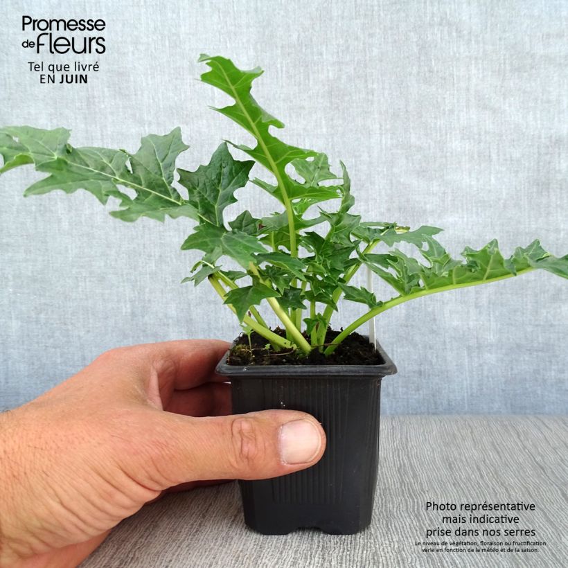 Ejemplar de Acanto Húngaro - Acanthus hungaricus White Lips Maceta de 8/9 cm entregado en verano
