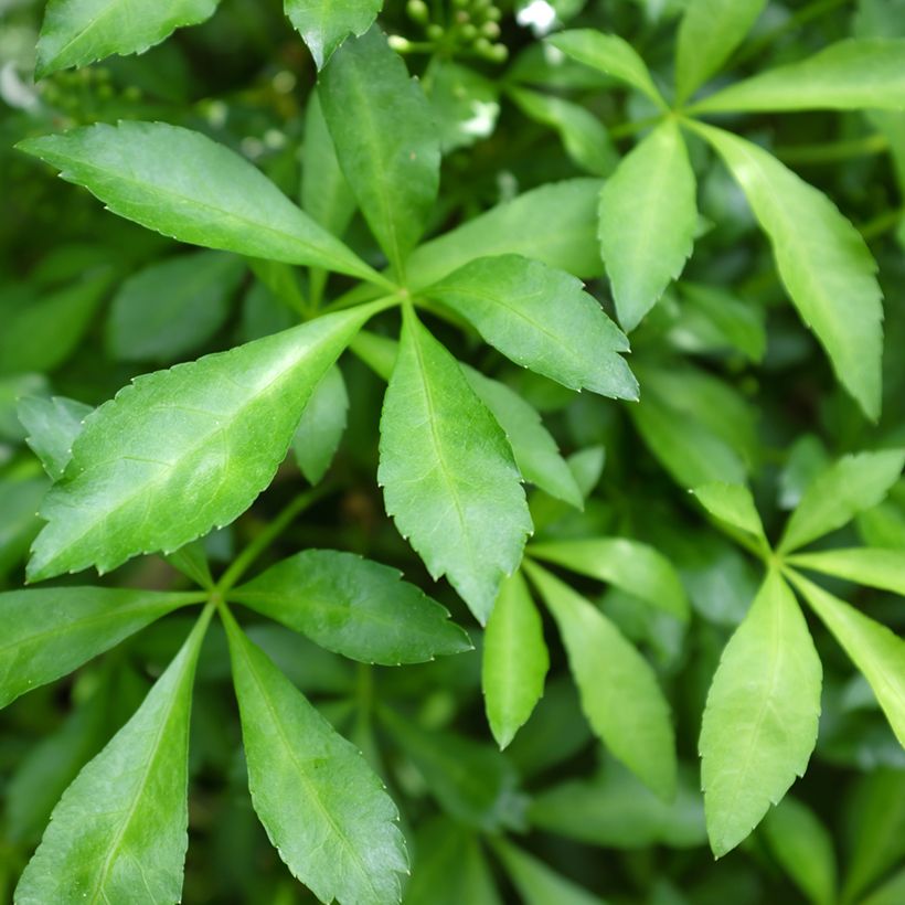 Acanthopanax henryi Nana (Follaje)