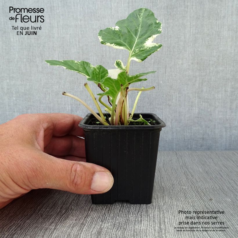 Ejemplar de Acanto - Acanthus mollis Whitewater Maceta de 7/8 cm entregado en verano
