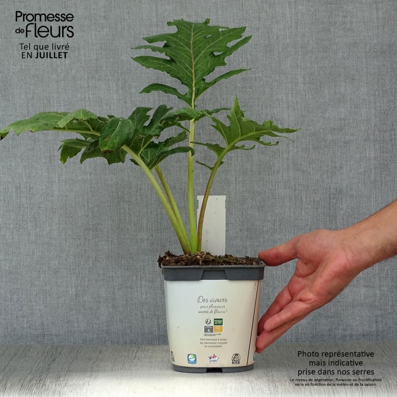 Ejemplar de Acanto - Acanthus mollis Maceta 2L/3L entregado en verano