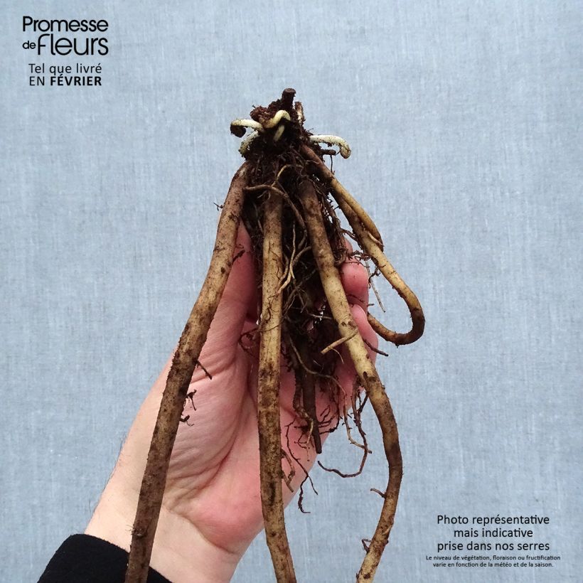 Acanto - Acanthus mollis Raíces desnudas Ejemplar entregado en invierno