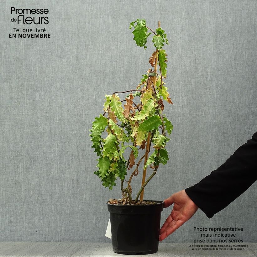 Ejemplar de Acanto - Acanthus sennii Maceta 4L/5L entregado en otoño
