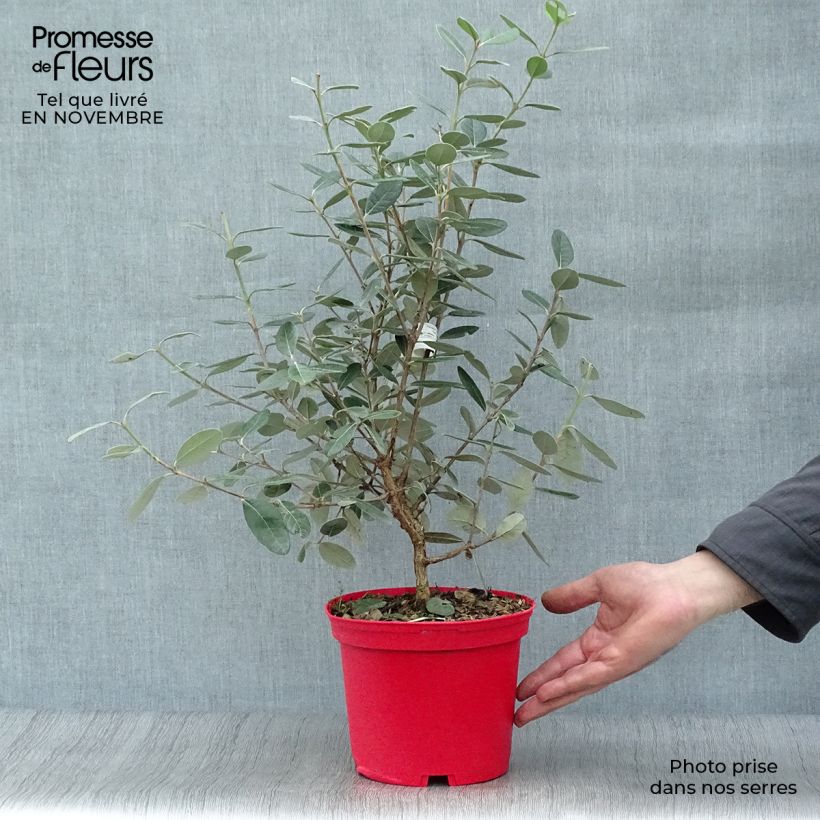 Ejemplar de Guayabo Gemini - Acca sellowiana Maceta 3L/4L entregado en otoño