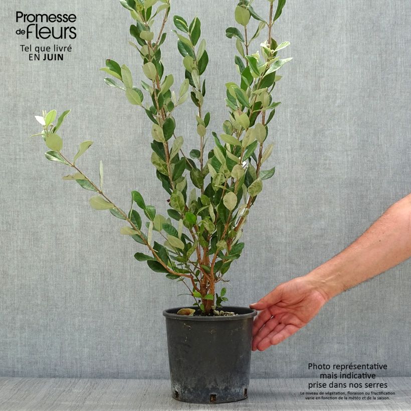 Ejemplar de Guayabo - Acca sellowiana Maceta 2L/3LAltura de entrega aprox. 30/40cm entregado en verano