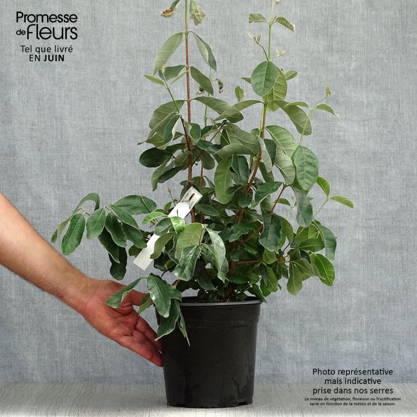 Ejemplar de Guayabo - Acca sellowiana Maceta 4L/5LAltura de entrega aprox. 30/50cm entregado en verano