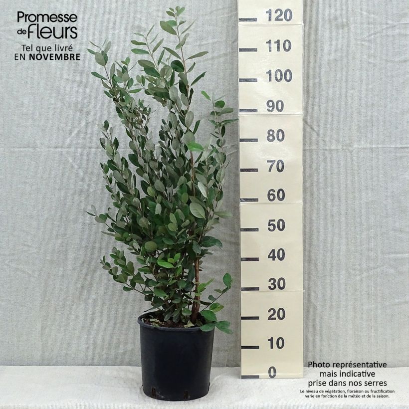 Ejemplar de Guayabo - Acca sellowiana Maceta 7,5L/10L entregado en otoño