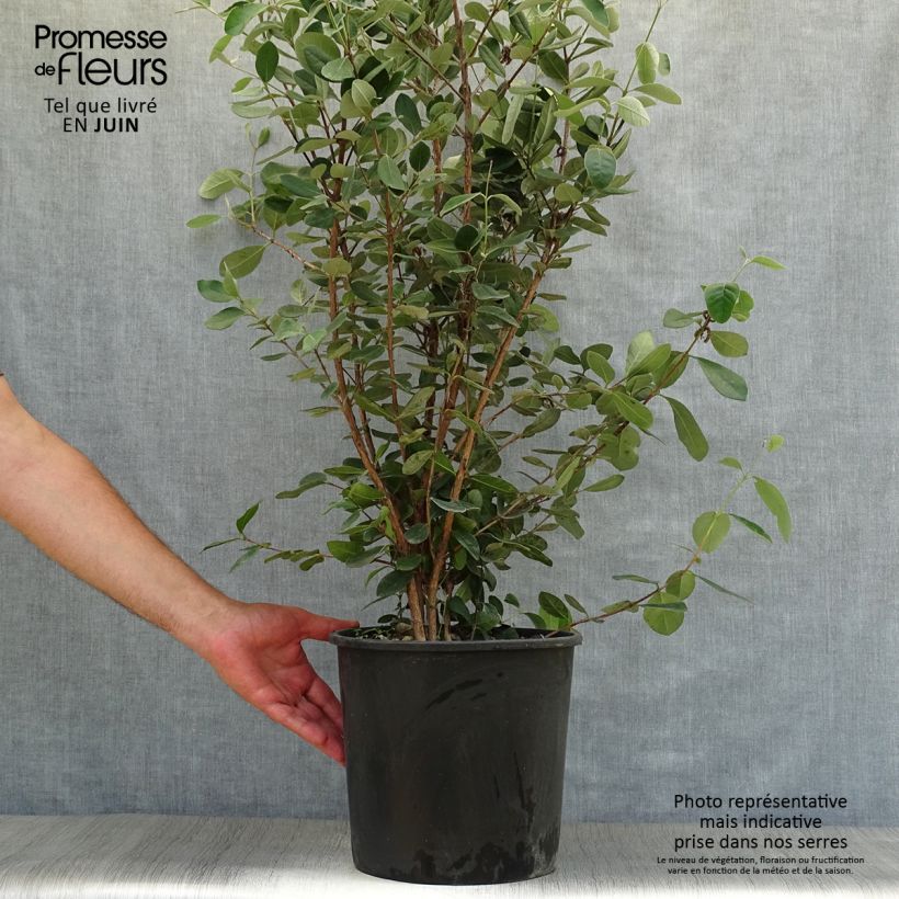 Ejemplar de Guayabo - Acca sellowiana Maceta 7,5L/10LAltura de entrega aprox. 60/80cm entregado en verano