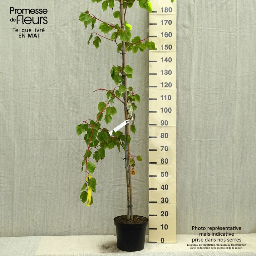 Acer conspicuum Red Flamingo - Érable à peau de serpent en pot de 7,5L/10L Ejemplar entregado en la primavera