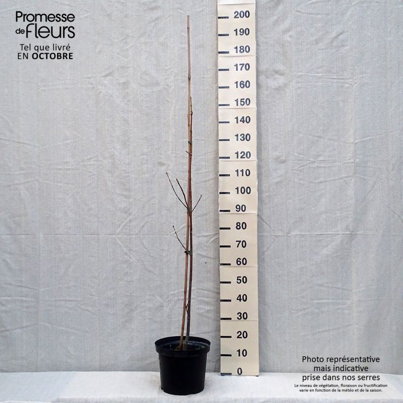 Ejemplar de Acer macrophyllum - Arce de Oregón​ Maceta 7,5L/10L entregado en otoño