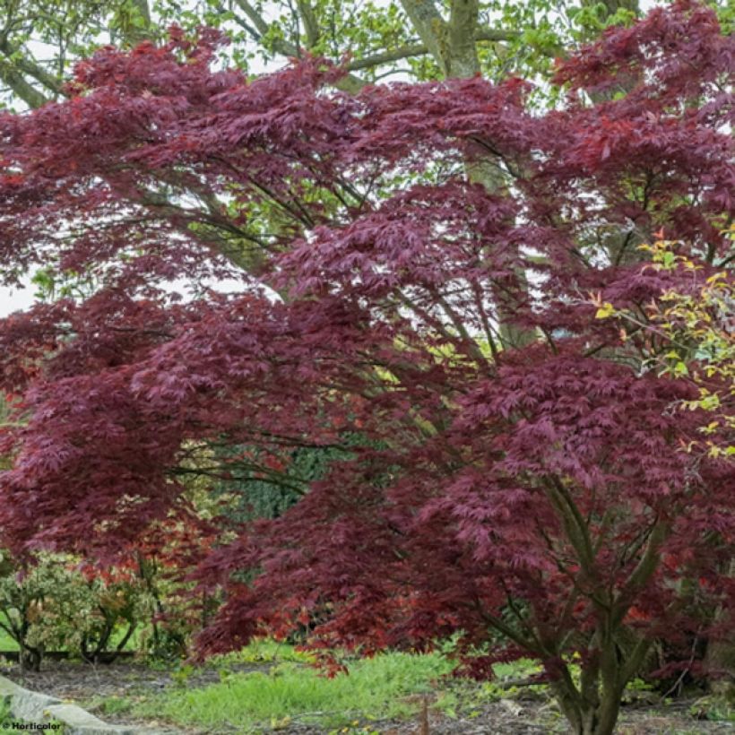 Arce japonés rojo - Acer palmatum Atropurpureum (Porte)