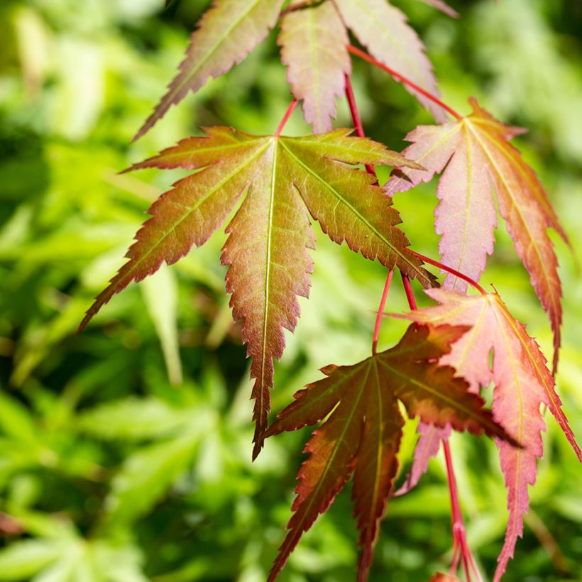 Arce japonés Orange Dream - Acer palmatum (Follaje)