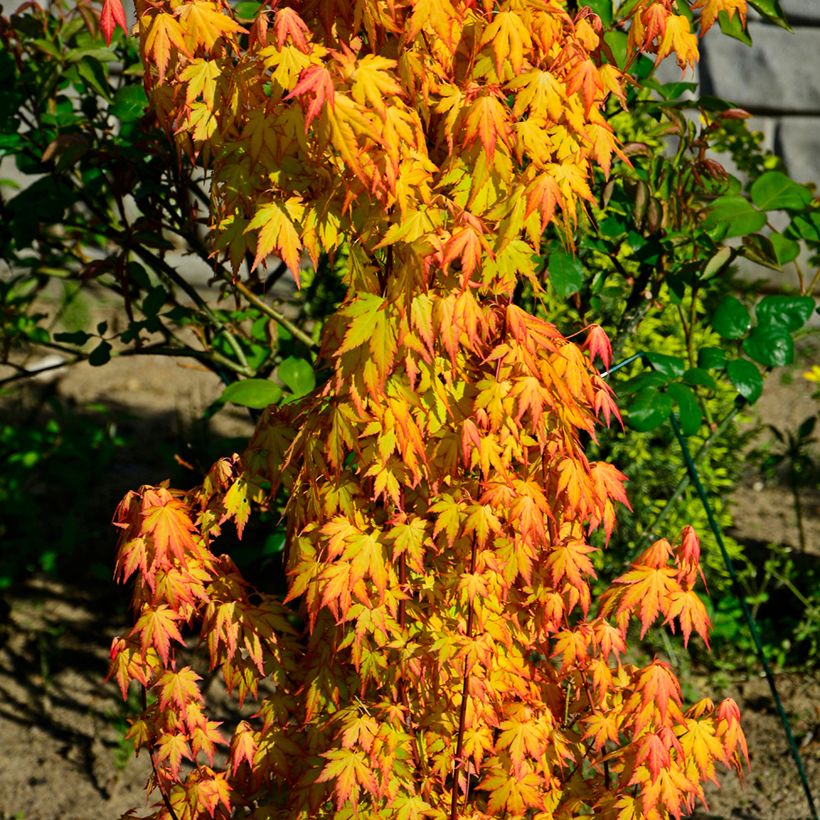 Arce japonés Orange Dream - Acer palmatum (Porte)