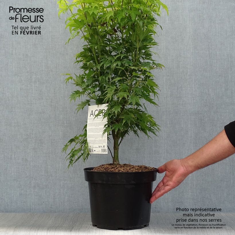Ejemplar de Arce japonés Orange Dream - Acer palmatum Maceta 7,5L/10L entregado en otoño
