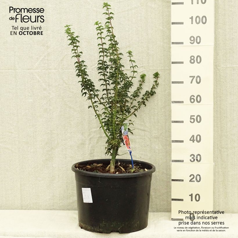 Ejemplar de Acer palmatum Shishigashira - Arce japonés Maceta 18L/20L entregado en otoño