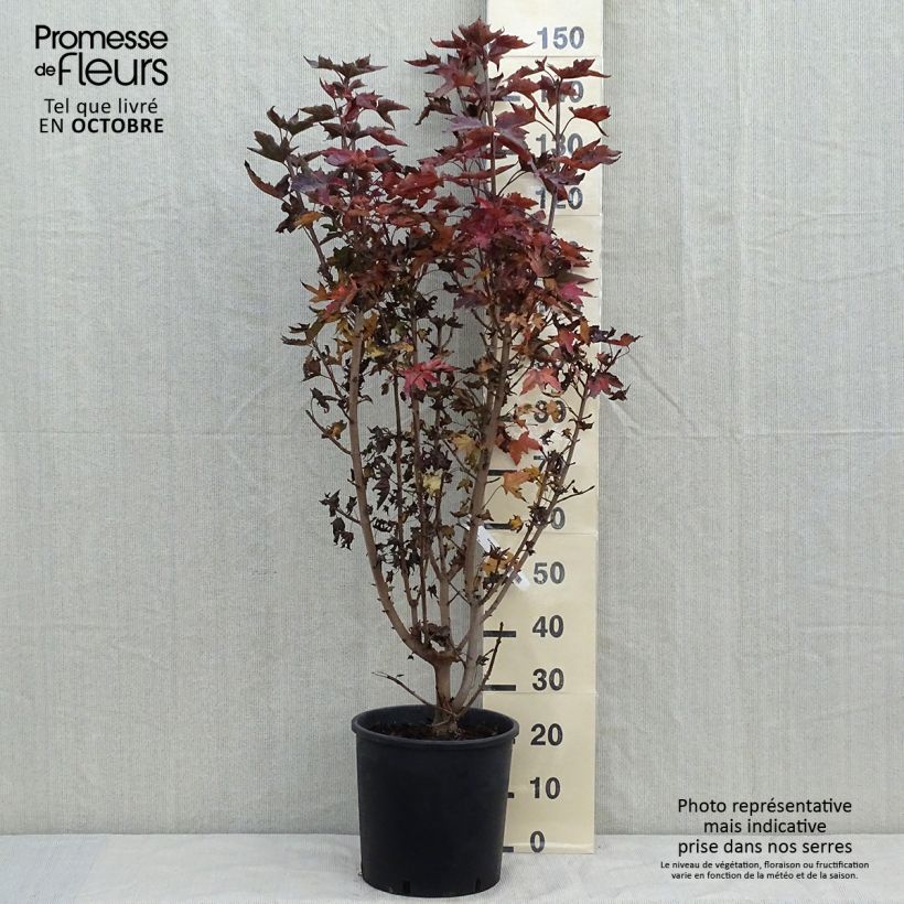 Ejemplar de Arce real Crimson Sentry - Acer platanoides Maceta 12L/15L entregado en otoño