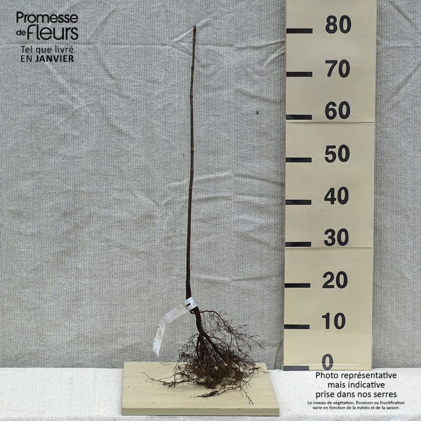 Arce real - Acer platanoides Raíces desnudasAltura de entrega aprox. 60/90cm Ejemplar entregado en invierno