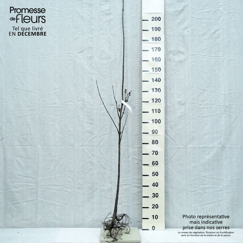 Arce blanco - Acer pseudoplatanus Raíces desnudasAltura de entrega aprox. 200/230cm Ejemplar entregado en invierno