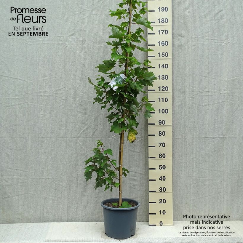 Ejemplar de Acer rubrum Armstrong Maceta 12L/15L entregado en otoño