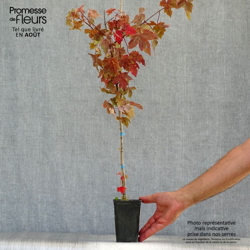 Ejemplar de Acer rubrum Redpointe - Erable rouge Pot de 1L/1,5L entregado en verano