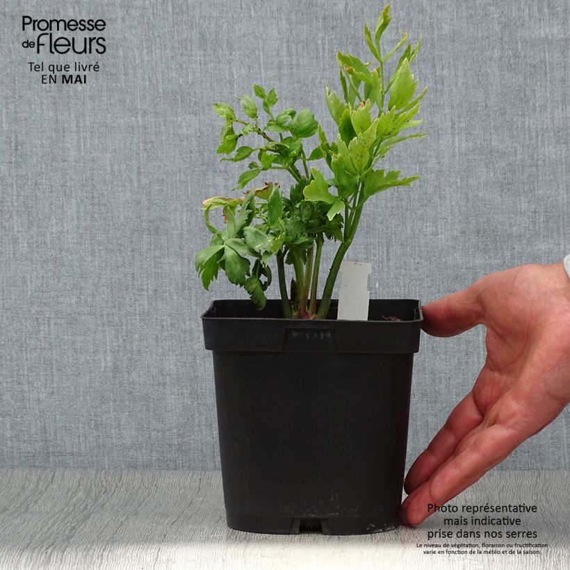 Levístico - Levisticum officinale Maceta 2L/3L Ejemplar entregado en la primavera