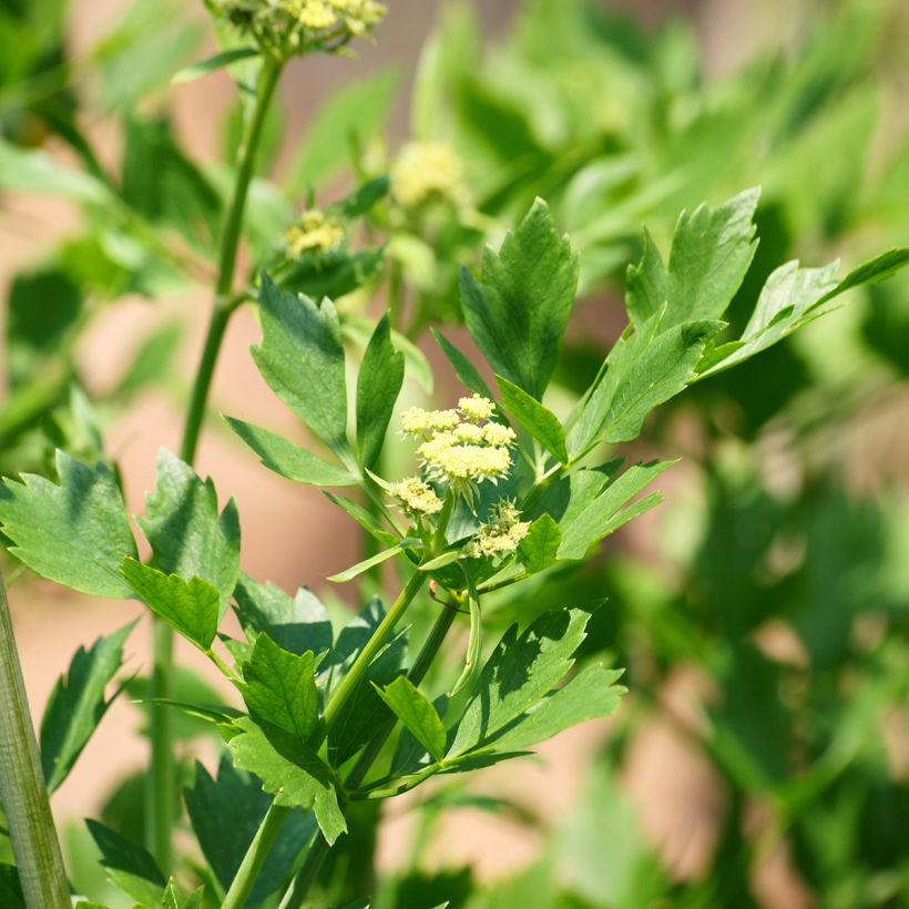 Levístico - Levisticum officinale (Floración)