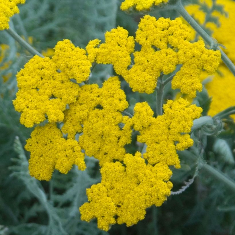 Achillea clypeolata - Milenrama (Floración)