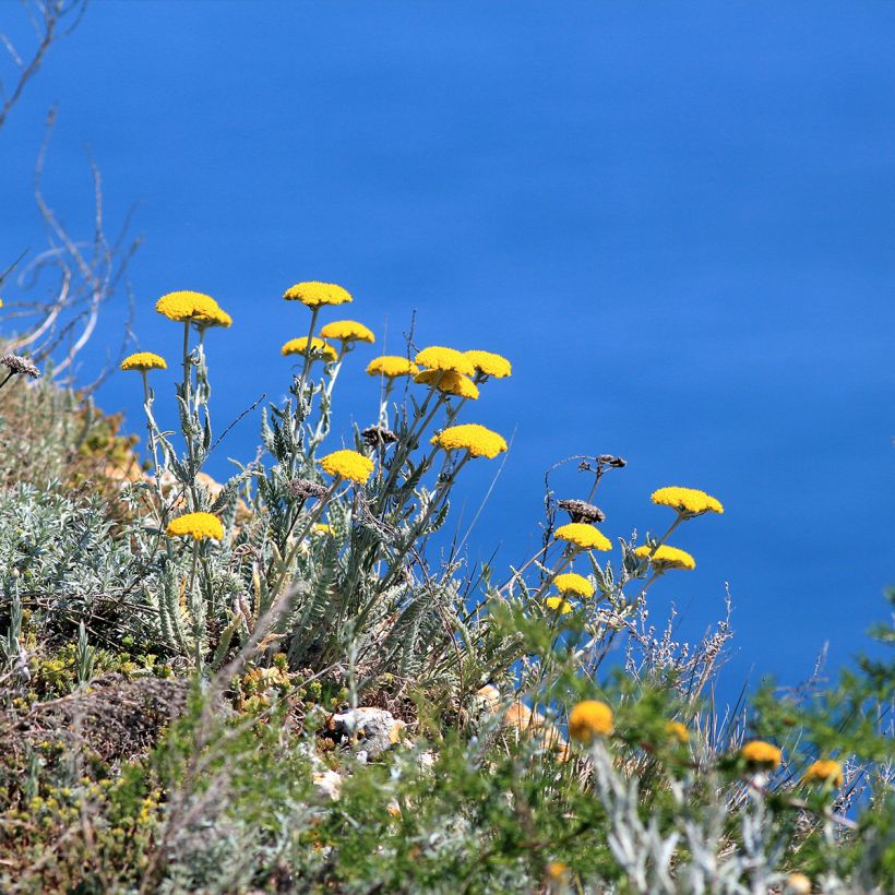 Achillea clypeolata - Milenrama (Porte)